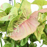 Syngonium Confetii 90mm