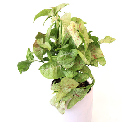 Syngonium Confetti 170mm HB