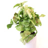 Syngonium Confetti 170mm HB
