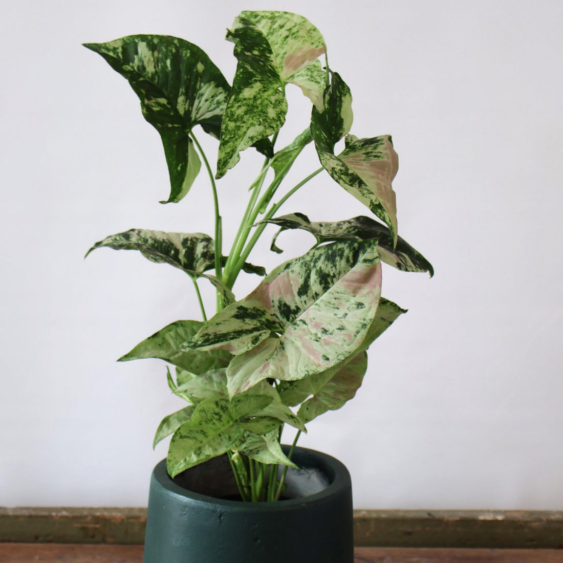 Syngonium Confetti Tricolour 125mm