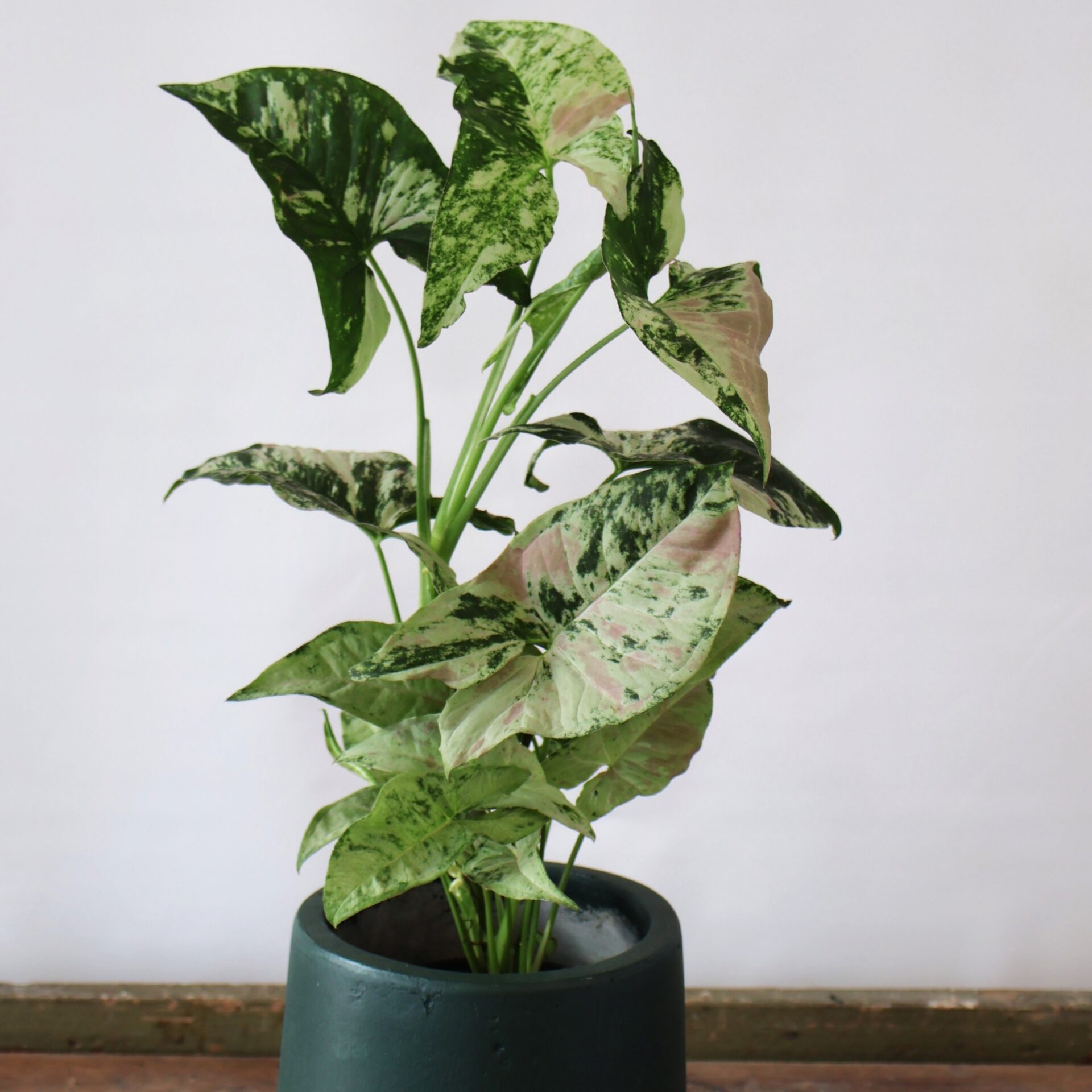 Syngonium Confetti Tricolour 125mm