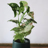 Syngonium Confetti Tricolour 125mm