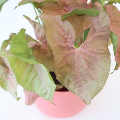 Syngonium Neon 125mm
