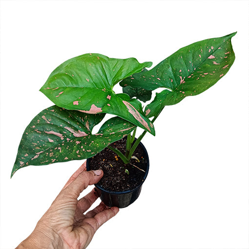 Syngonium Pink Splash 100mm
