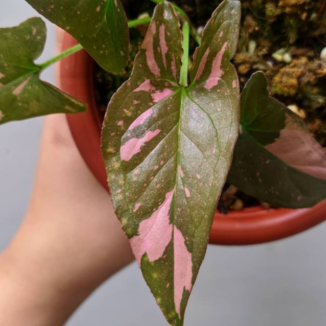Syngonium Podophyllum Pink Splash 70mm