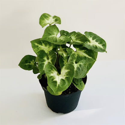 Syngonium Pixie 90mm