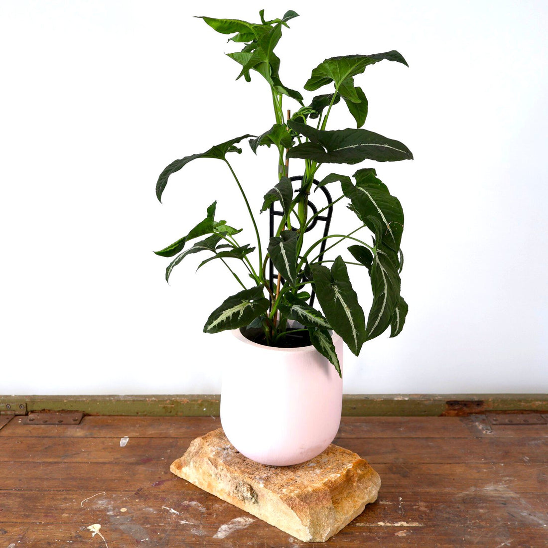 Syngonium Wendlandii - Green Velvet 125mm