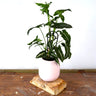 Syngonium Wendlandii - Green Velvet 125mm