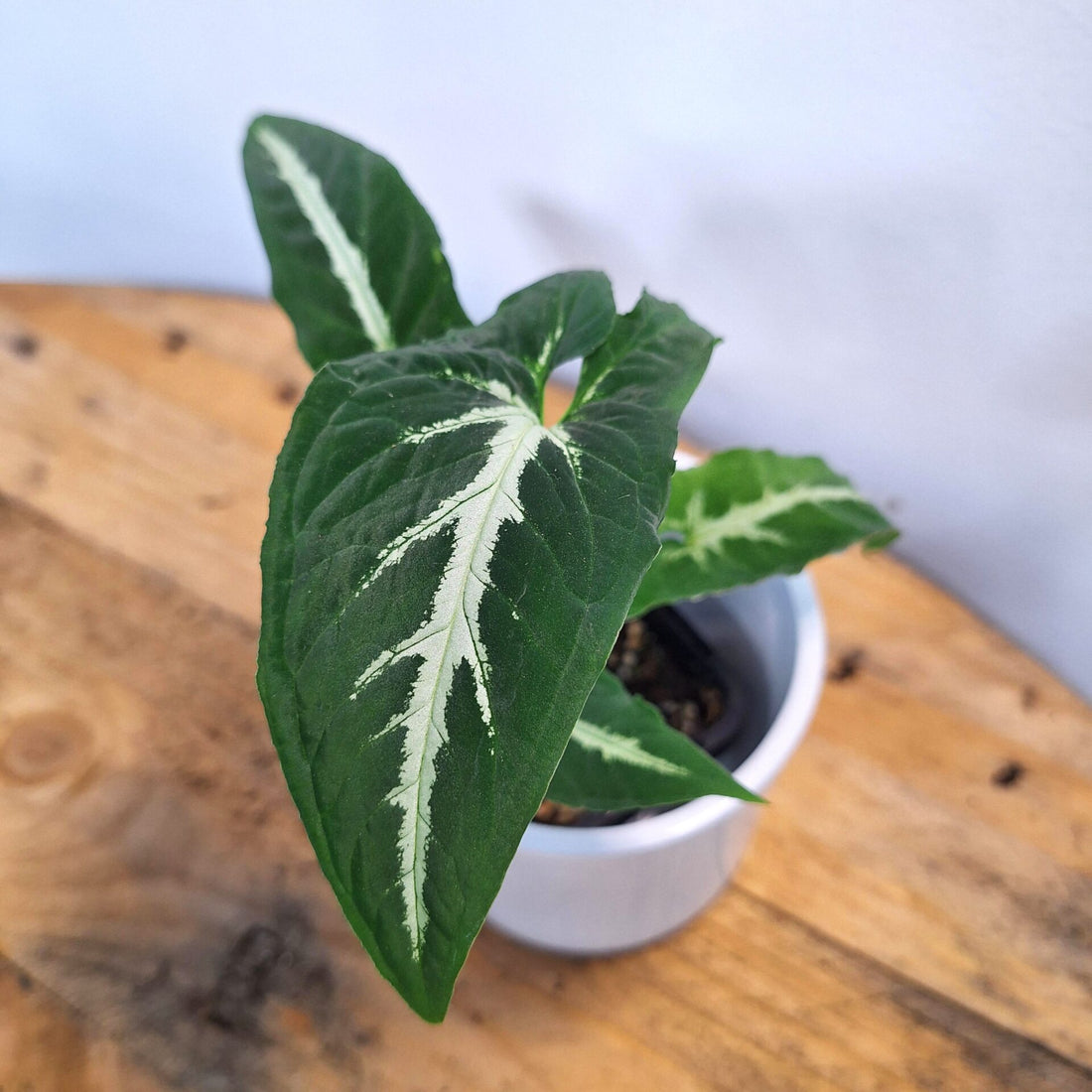 Syngonium Podophyllum "Green velvet" 70mm