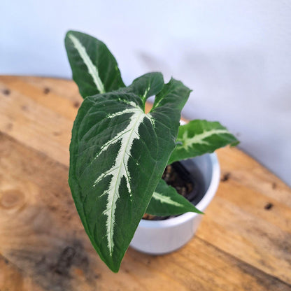Syngonium Podophyllum "Green velvet" 70mm