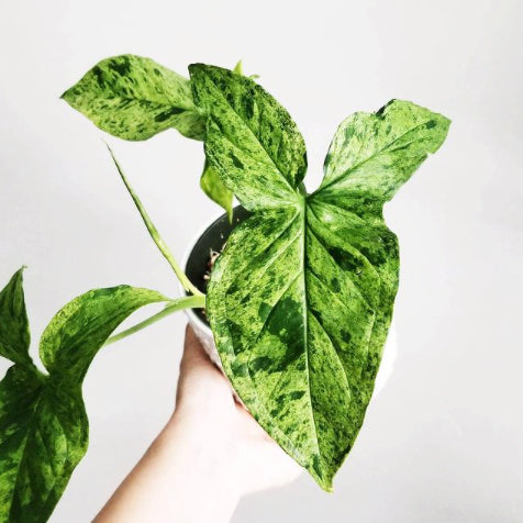 Syngonium Mojito 100mm