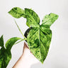 Syngonium Mojito 100mm