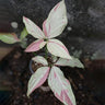Syngonium Pink Salmon 125mm