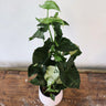 Syngonium Purple Butterfly 180mm