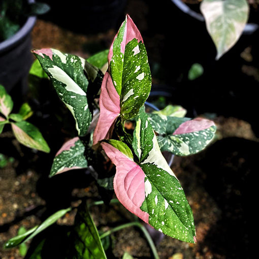 Syngonium Red Spot Tricolour 70mm