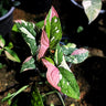 Syngonium Red Spot Tricolour 70mm