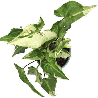 Syngonium 3 Kings Magic Marble 120mm