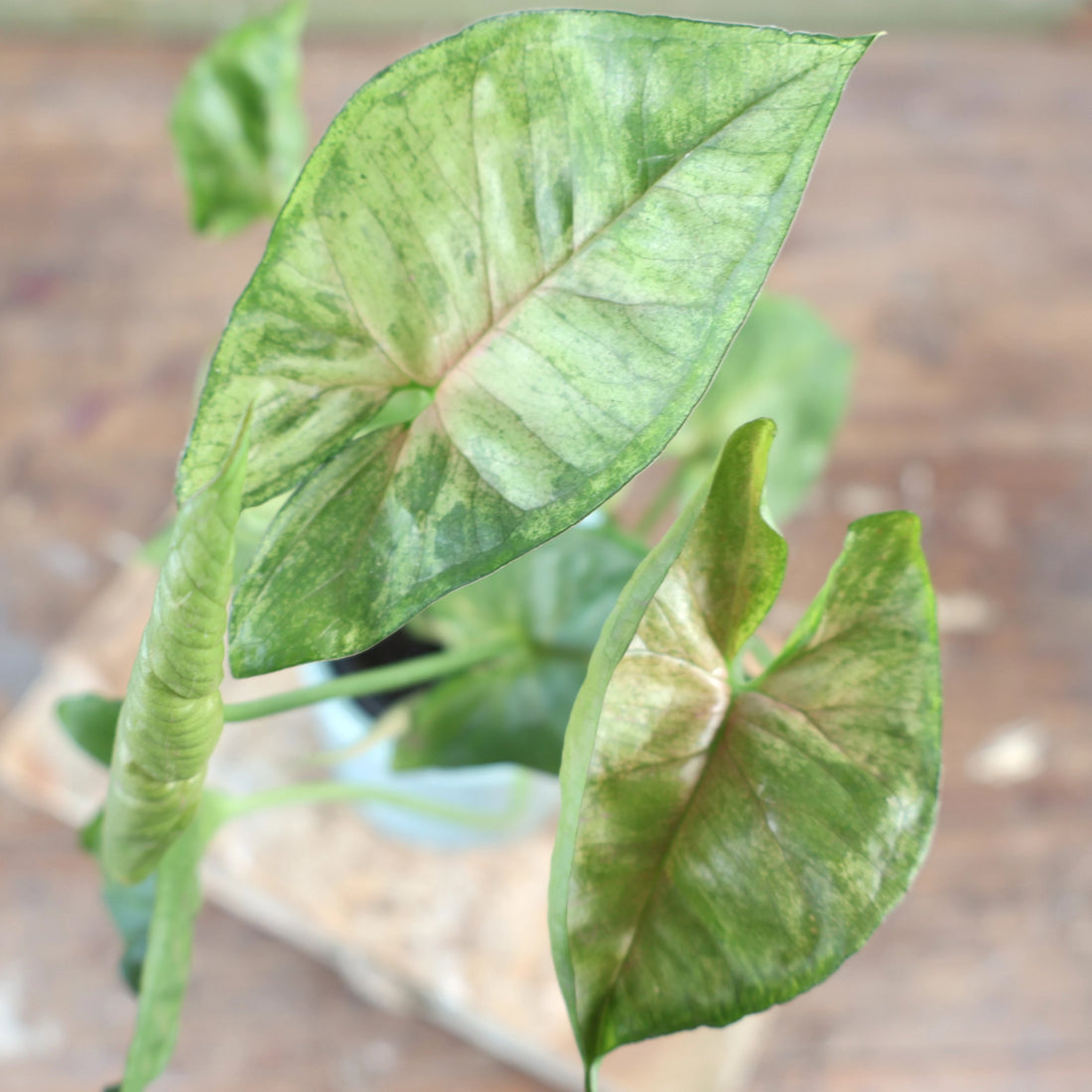 Syngonium Berry Allusion 90mm