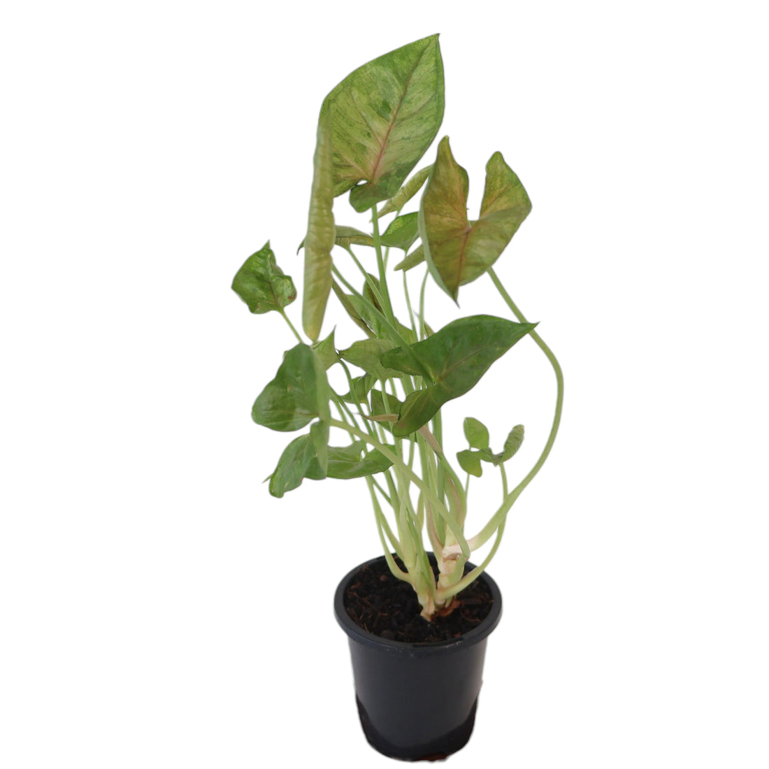 Syngonium Berry Allusion 90mm