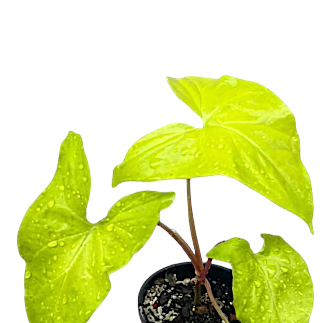 Syngonium Goldie 100mm