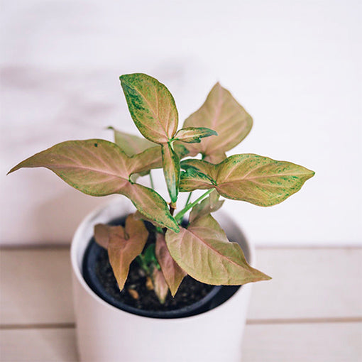 Syngonium Maya Red 120mm