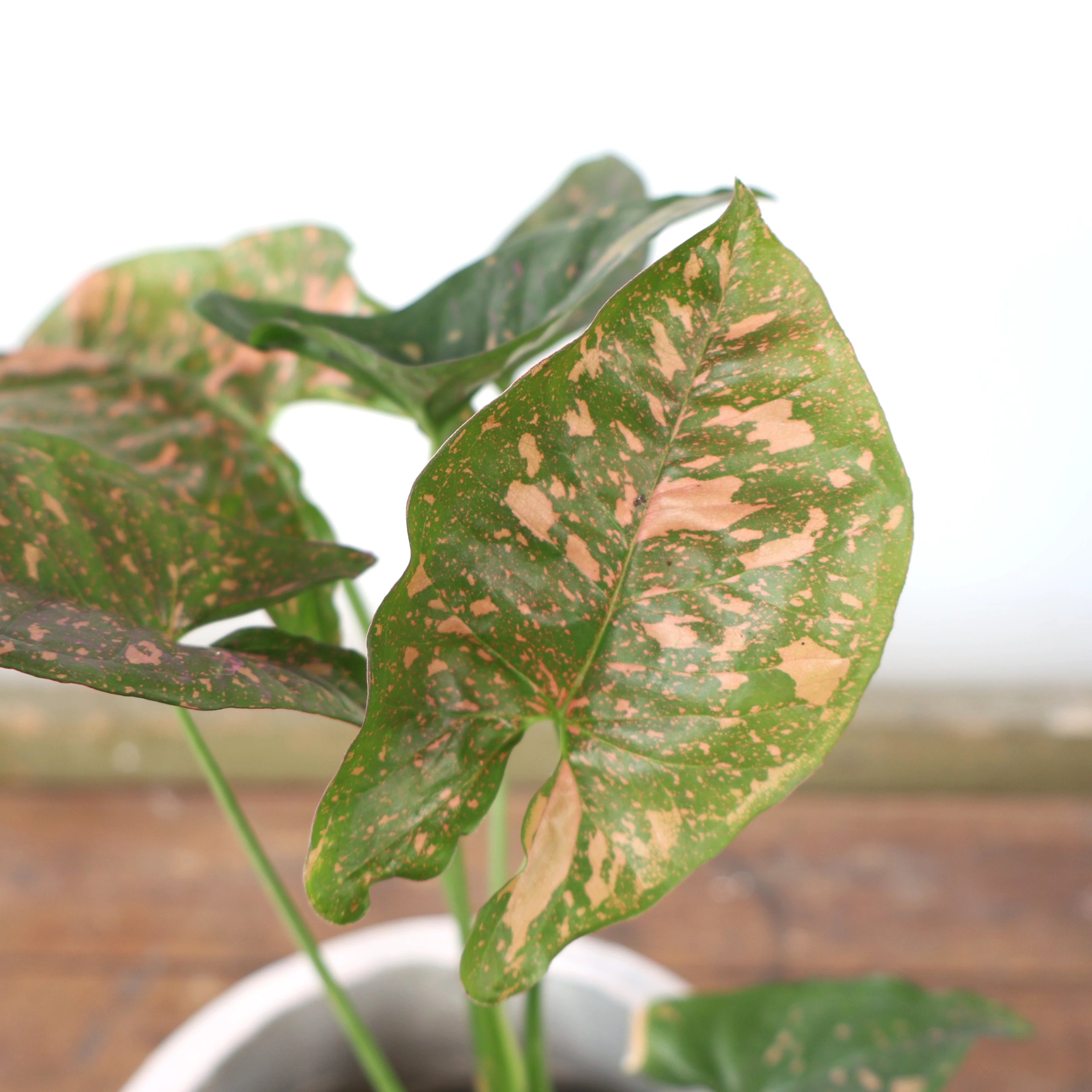 Syngonium Pink Splash 125mm