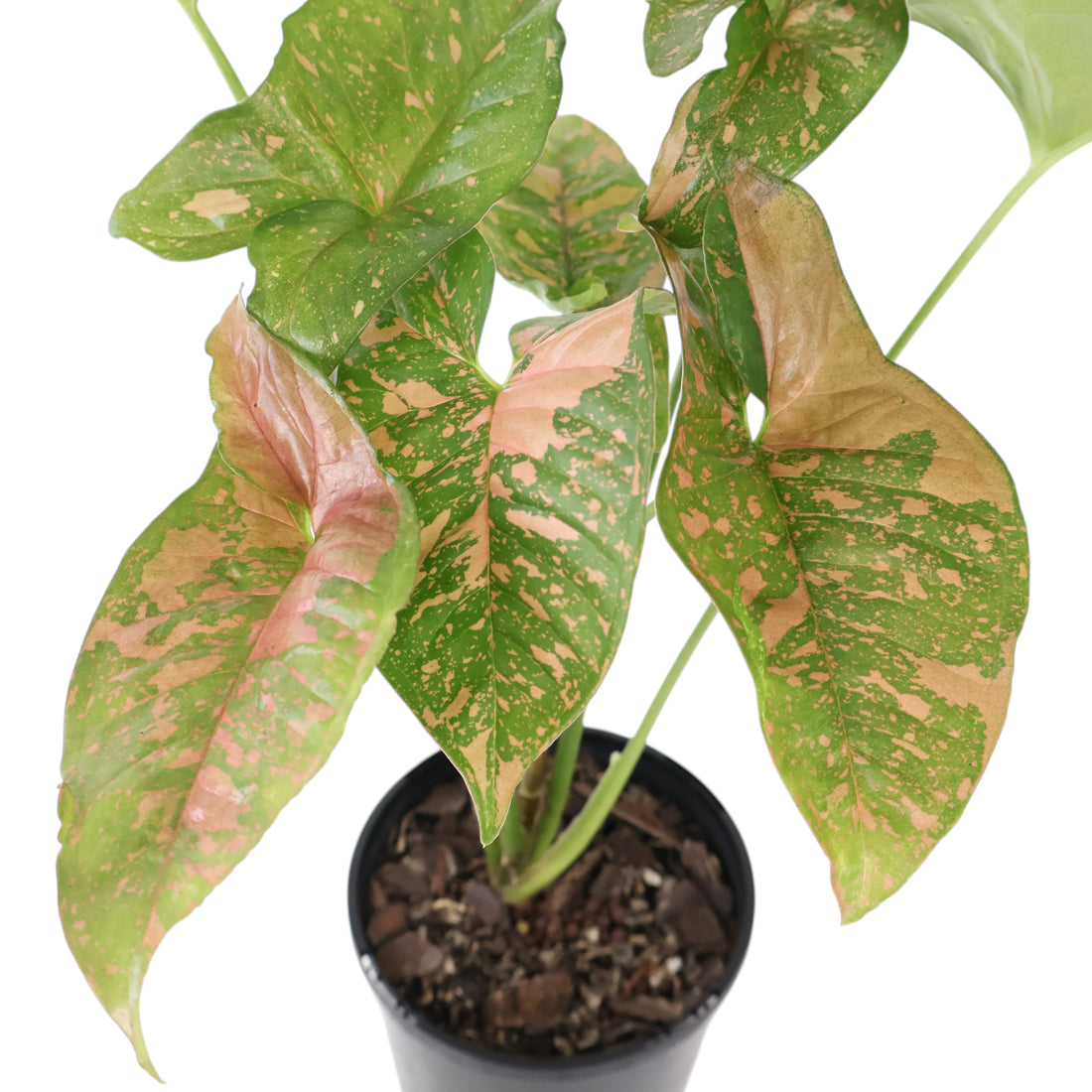 Syngonium Pink Splash 125mm