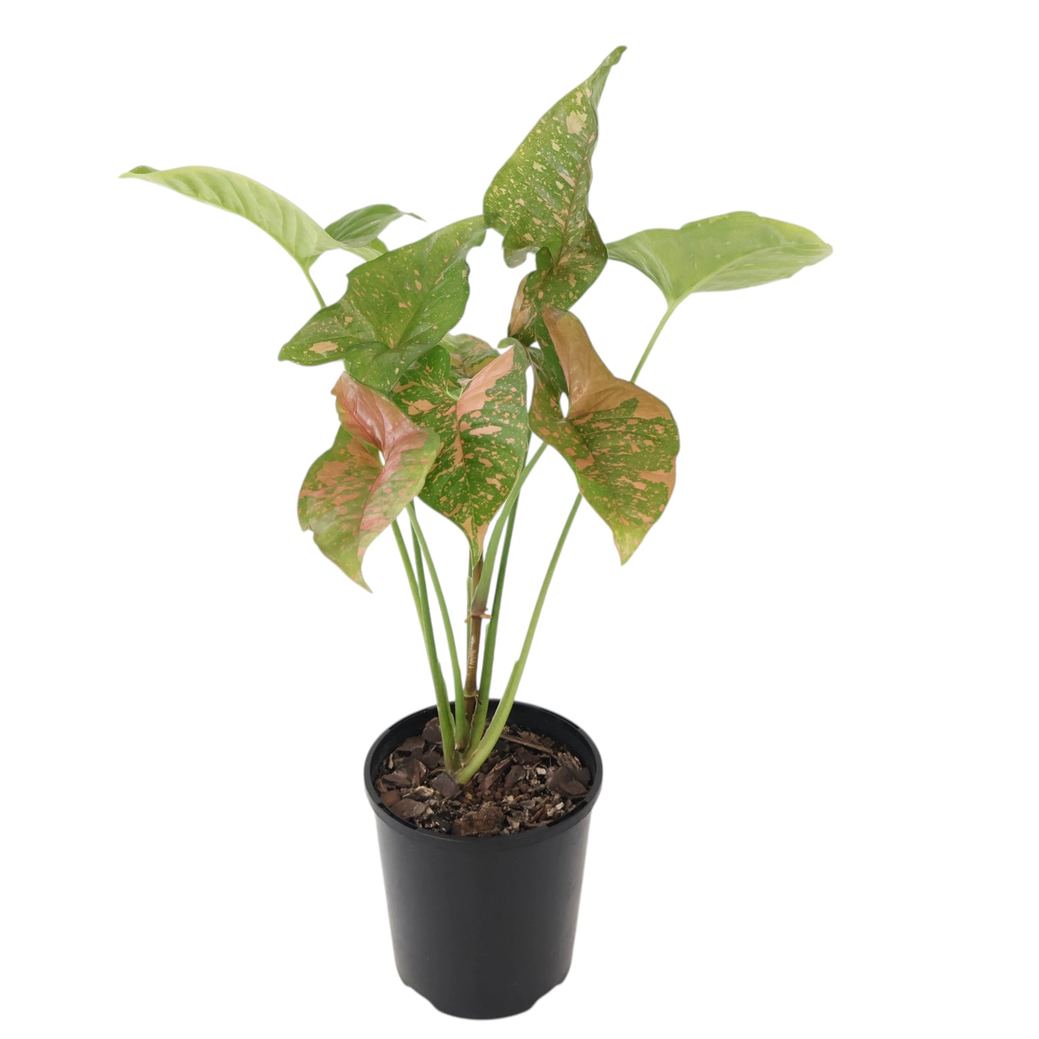 Syngonium Pink Splash 125mm