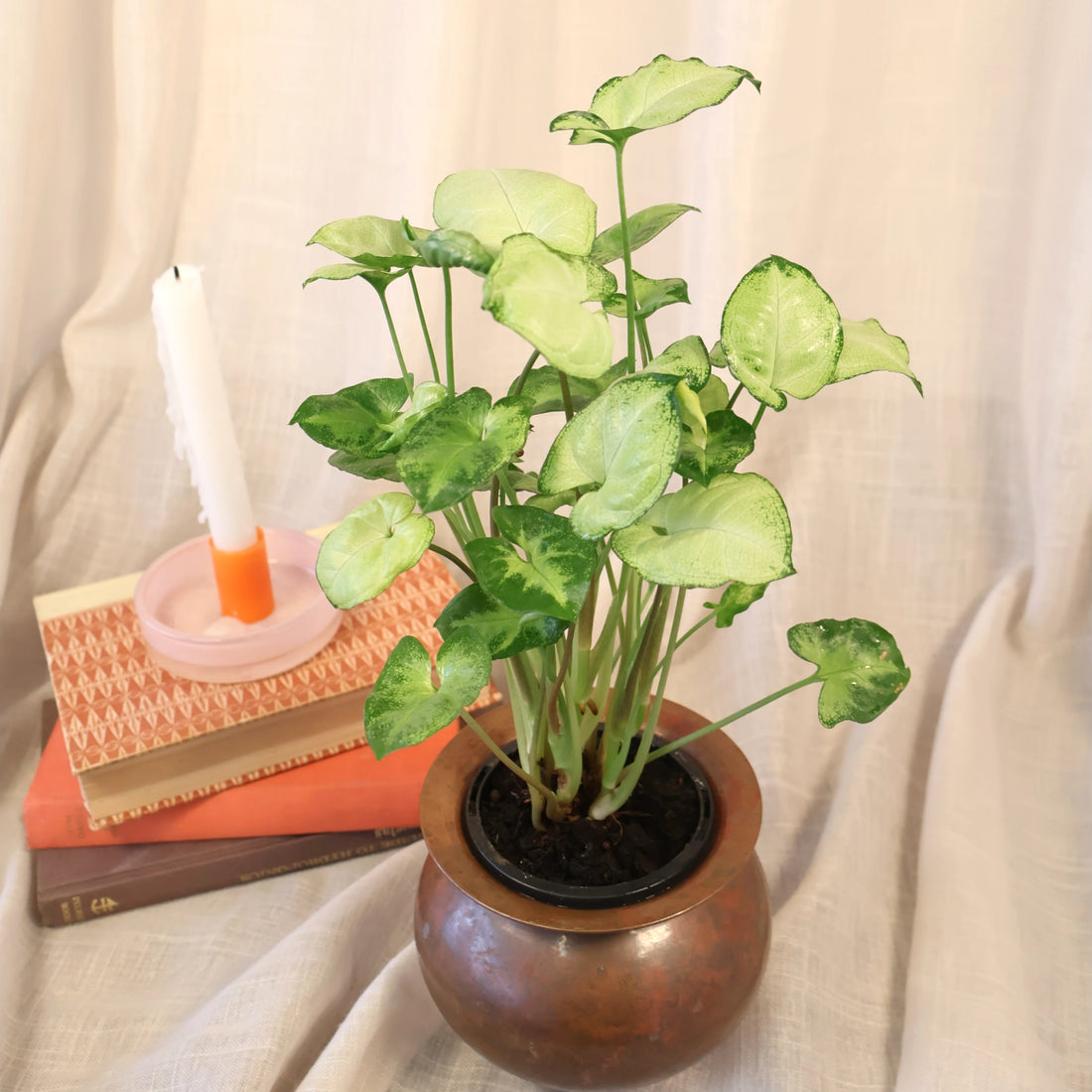 Syngonium Pixie 100mm