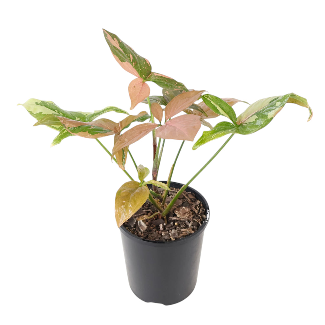 Syngonium Red Spot 125mm