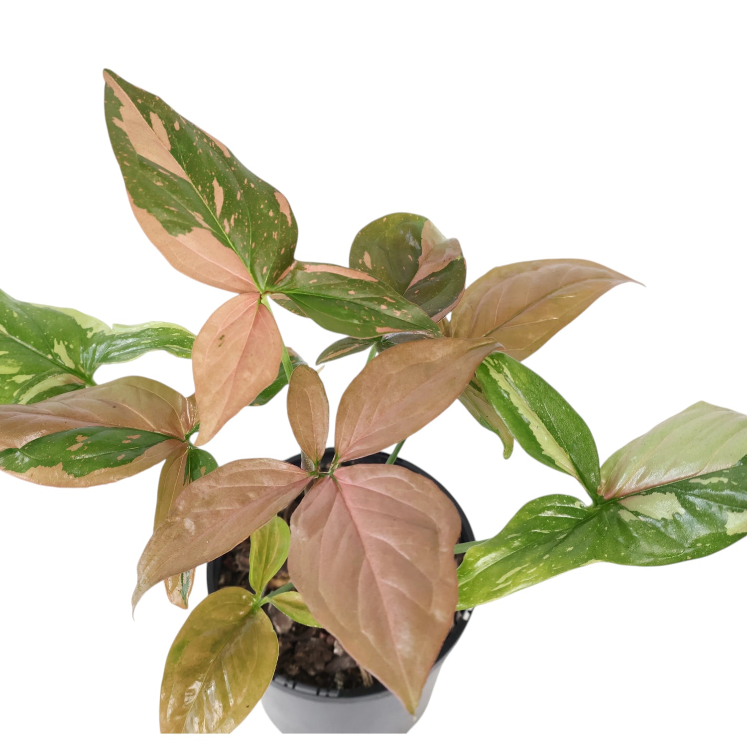 Syngonium Red Spot 125mm