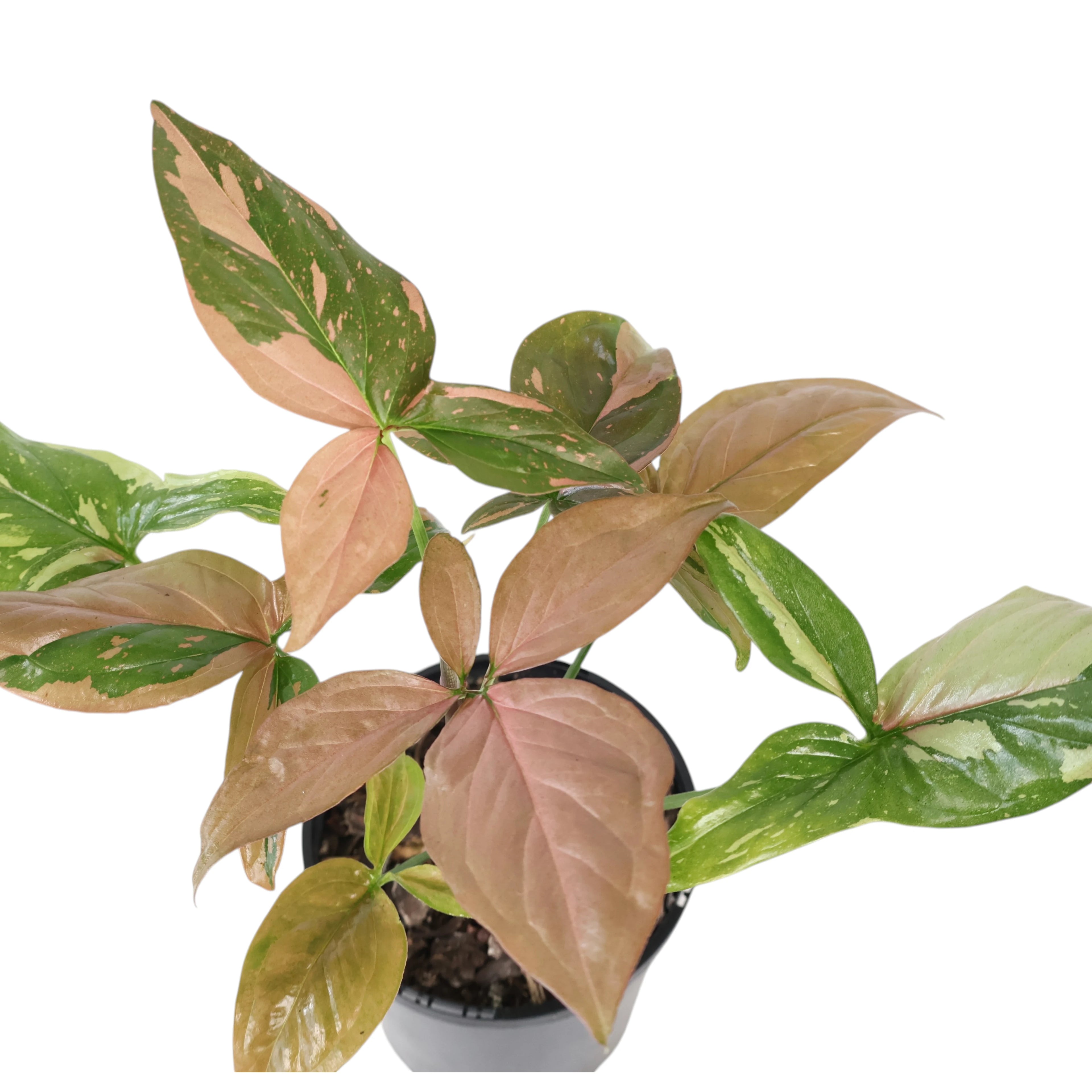 Syngonium Red Spot 125mm