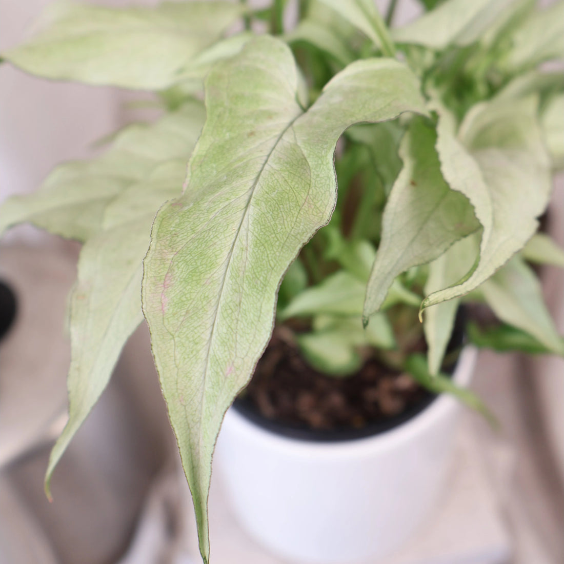 Syngonium Silver Fox 100mm