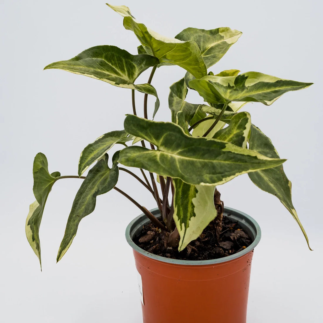 Syngonium 3 Kings – Magic Marble 120mm