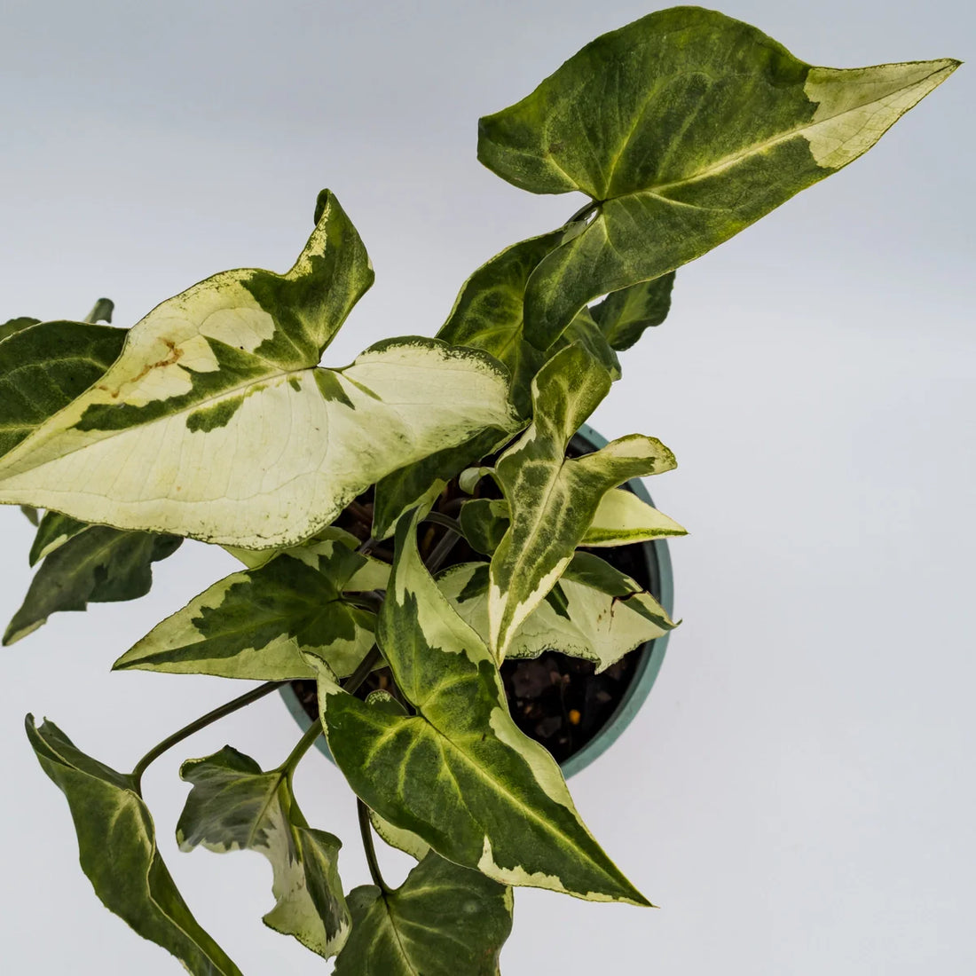 Syngonium 3 Kings – Magic Marble 120mm
