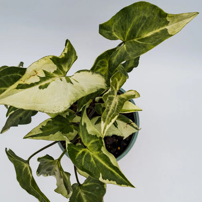 Syngonium 3 Kings – Magic Marble 120mm