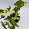 Syngonium 3 Kings – Magic Marble 120mm