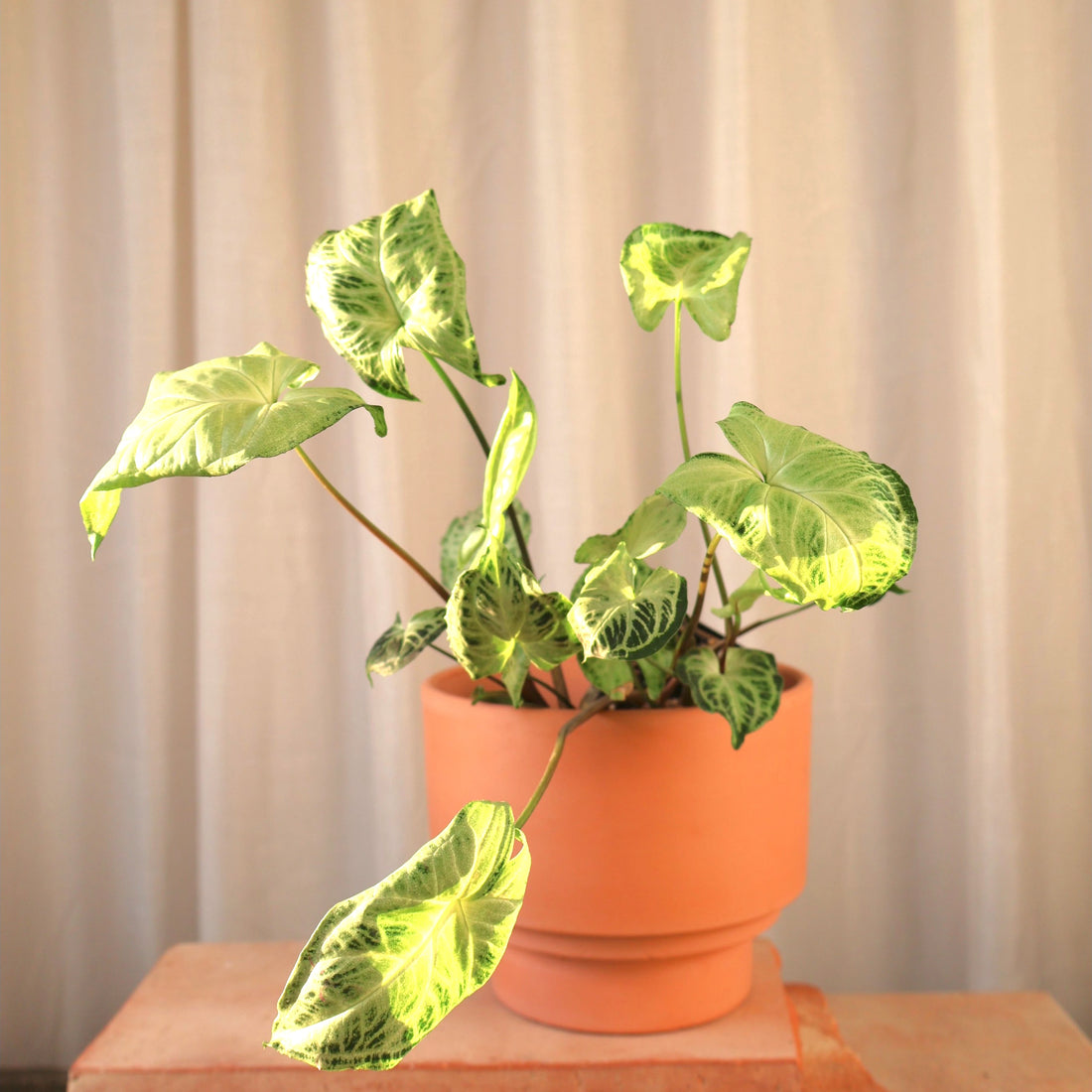 Syngonium Batik 70mm