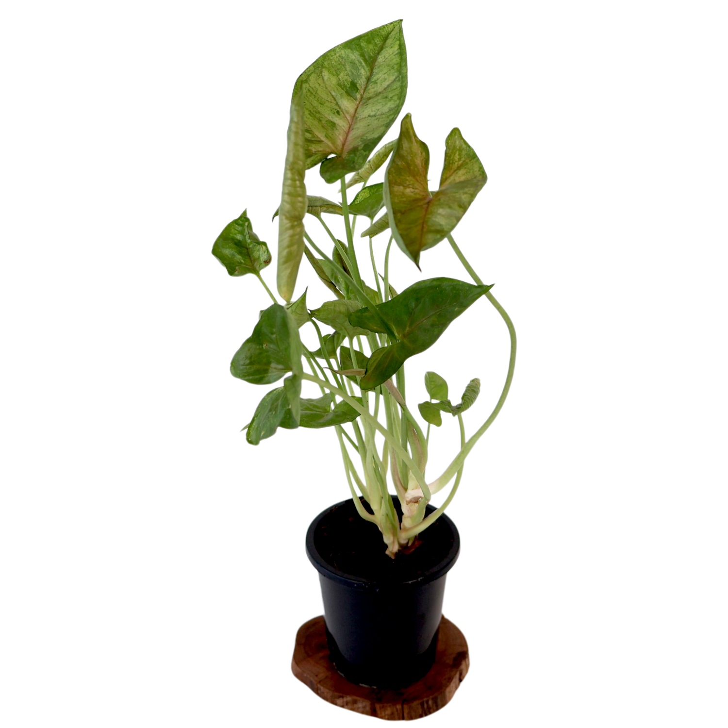 Syngonium Berry Allusion 90mm