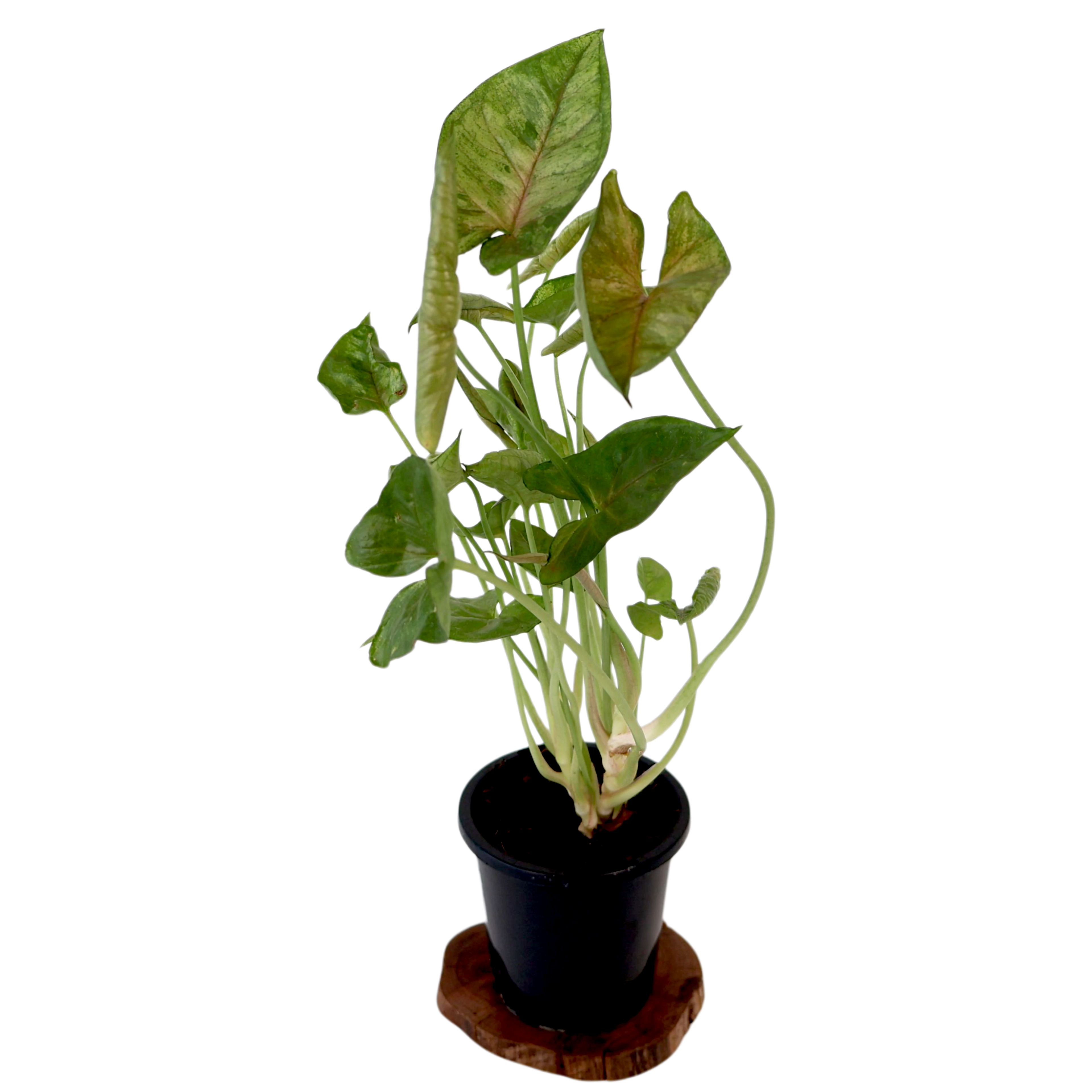 Syngonium Berry Allusion 90mm