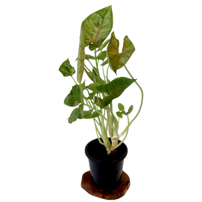 Syngonium Berry Allusion 90mm