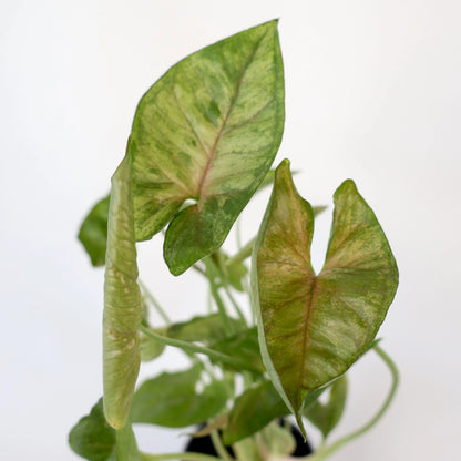Syngonium Berry Allusion 90mm