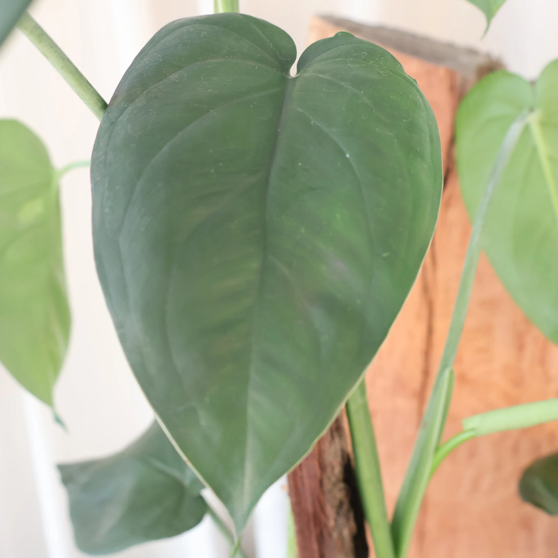 Syngonium Chiapense - Arrowhead Plant 100mm