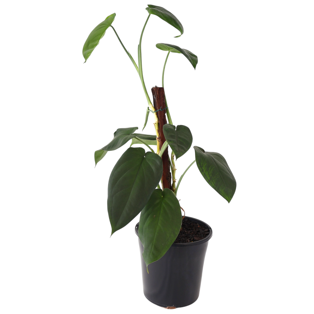 Syngonium Chiapense 200mm Totem