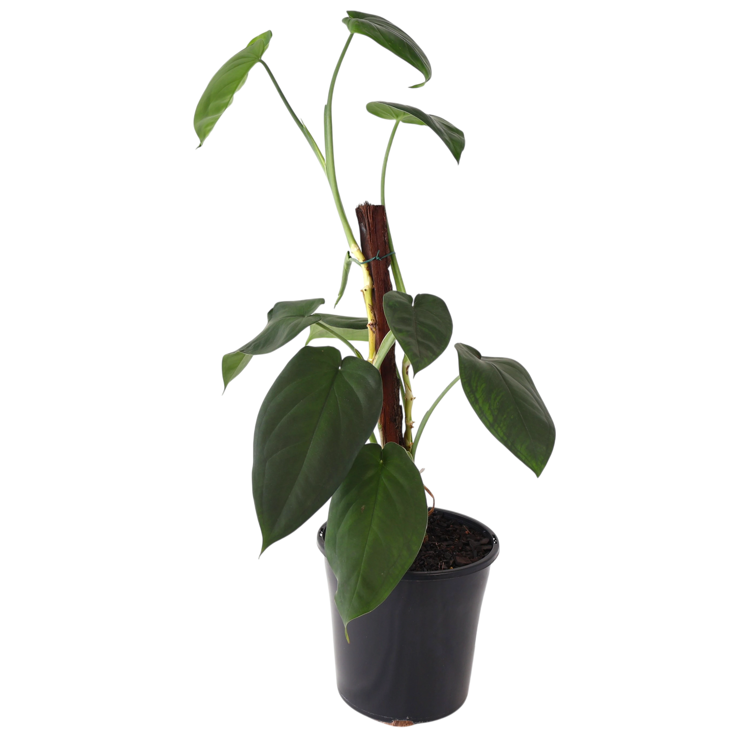 Syngonium Chiapense 200mm Totem