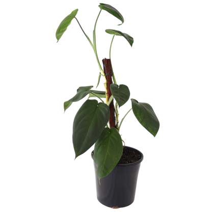 Syngonium Chiapense 200mm Totem