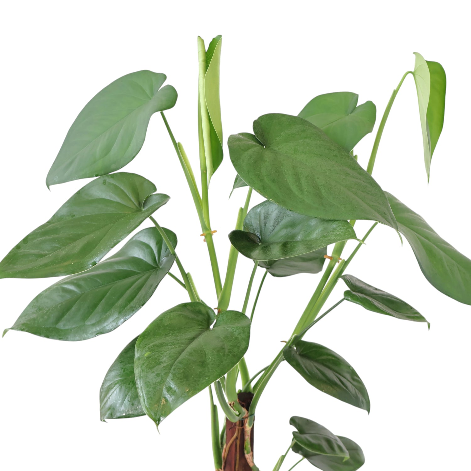 Syngonium Chiapense 200mm Totem (TALL!)