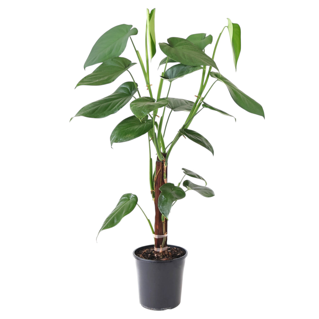 Syngonium Chiapense 200mm Totem (TALL!)