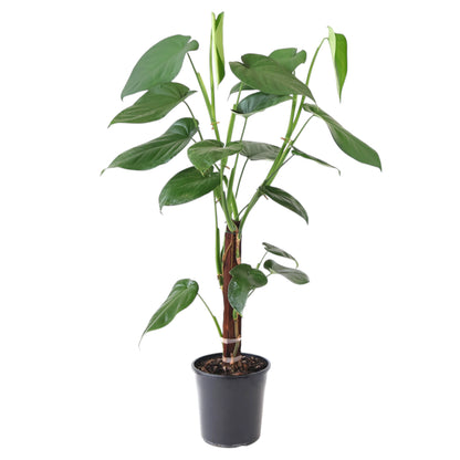 Syngonium Chiapense 200mm Totem (TALL!)