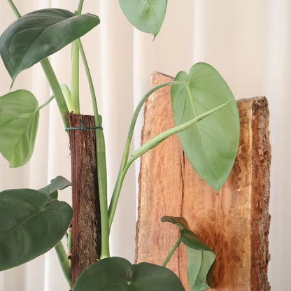 Syngonium Chiapense - Arrowhead Plant 100mm